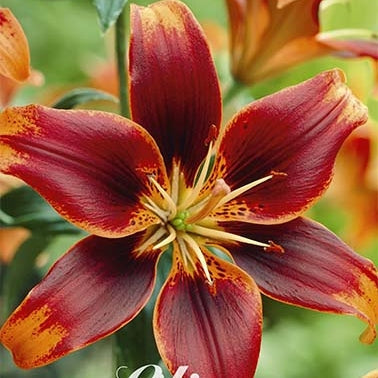 Asiatlilje-Lilium Forever Susan 2-pakning